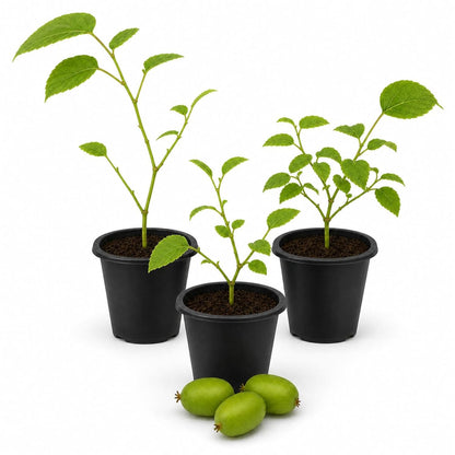 Prolific Kiwi Plant - Live Starter Plants - Actinidia Arguta