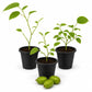 Prolific Kiwi Plant - Live Starter Plants - Actinidia Arguta