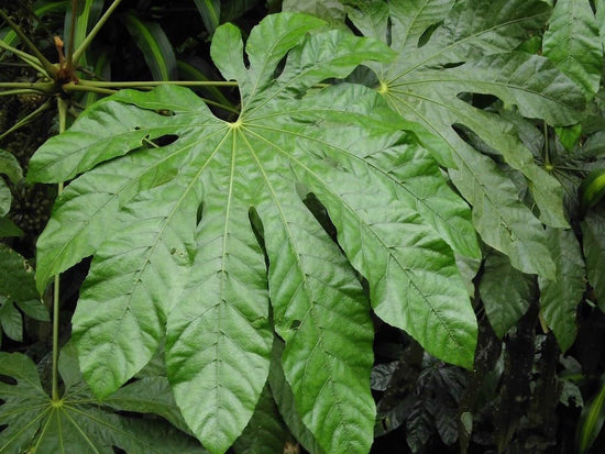 Snowflake Aralia - Live Starter Plants in 2 Inch Pots - Trevesia Sundaica -Indoor Outdoor Fast Growing Hardy Evergreen