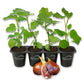 Fig Tree - 4 Live Starter Plants - Ficus Carica - Edible Fruit Tree for The Patio and Garden