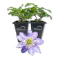Clematis Crystal Fountain - Live Starter Plants in 2 Inch Growers Pots - Starter Plants Ready for The Garden - Rare Clematis for Collectors