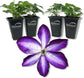 Clematis Venosa Violacea - Live Starter Plants in 2 Inch Growers Pots - Starter Plants Ready for The Garden - Rare Clematis for Collectors