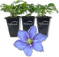 Clematis Will Goodwin - Live Starter Plants in 2 Inch Growers Pots - Starter Plants Ready for The Garden - Rare Clematis for Collectors