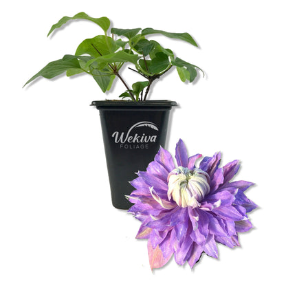 Clematis Diamantina - Live Starter Plants in 2 Inch Growers Pots - Starter Plants Ready for The Garden - Rare Clematis for Collectors