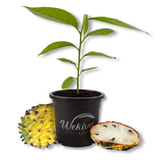 Biriba Sugar Apple Tree - Wild Sweetsop - Live Plant in a 4 Inch Growers Pot - Annona Mucosa - Beautiful Edible Fruit Bearing Tree for Patio or Garden