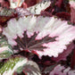 Kwale Begonia - Live Starter Plants - Begonia Rex &