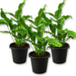 Blue Star Fern - Live Starter Plants - Phlebodium Aureum