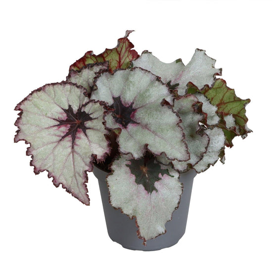 Kwale Begonia - Live Starter Plants - Begonia Rex &