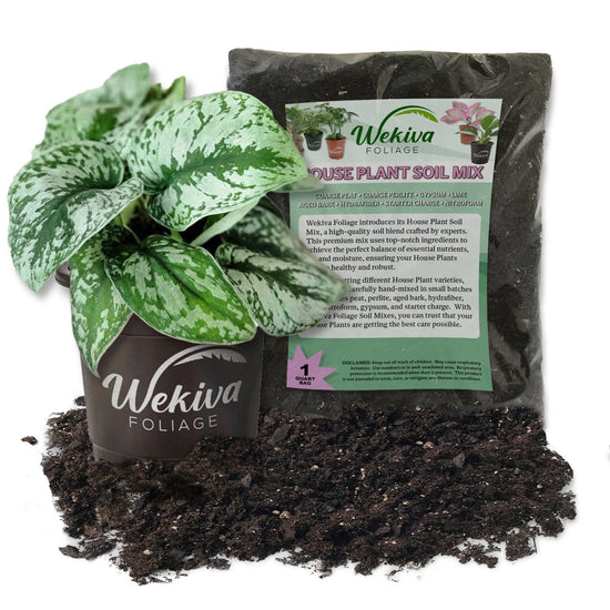 Satin Pothos and Soil Mix Combo - Live Plant in a 4 Inch Pot with 1 Quart HousePlant Soil Mix - Scindapsus Pictus with Custom Soil Blend