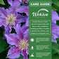 Clematis Baroness Fookes - Live Starter Plants - Beautiful Multi Colored Striped Lavender Flowering Vine