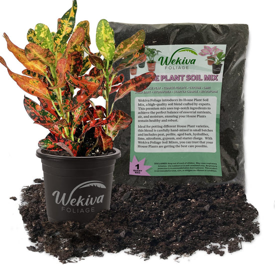 Croton Red Batik and Soil Mix Combo - Live Plant in a 4 Inch Pot with 1 Quart Houseplant Soil Mix - Codiaeum Variegatum &