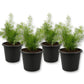 Sprengeri Fern - Live Starter Plants - Asparagus Sprengeri