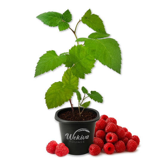 Raspberry Bush - 1 Live Starter Plant - Rubus - Edible Berry Bearing Bramble Shrub for Fruit Garden and Patio