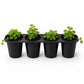 Creeping Charlie Friendship Plant - Live Starter Plants - Pilea Nummularifolia