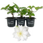 Clematis Duchess of Edinburgh - Live Starter Plants in 2 Inch Growers Pots - Starter Plants Ready for The Garden - Beautiful White Bloom Flowering Vine
