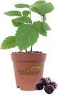 Berry Variety Pack - 4 Live Starter Plants - Growers Choice - A Selection of Blueberry, Blackberry, and Boysenberry Varieties For Your Edible Garden