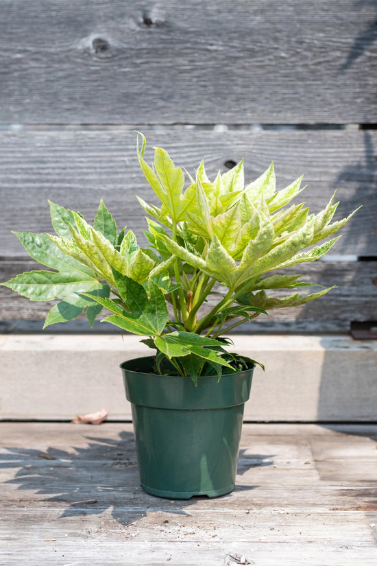 Camouflage Variegated Japanese Aralia - 1 Live Plant in a 4 Inch Pot - Fatsia Japonica Variegata - Extremely Rare Indoor Houseplant