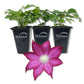 Clematis Bourbon - Live Starter Plants in 2 Inch Growers Pots - Starter Plants Ready for The Garden - Rare Clematis for Collectors