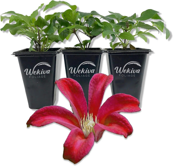 Clematis Gravetye Beauty - Live Starter Plants in 2 Inch Growers Pots - Starter Plants Ready for The Garden - Rare Clematis for Collectors