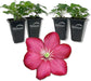 Clematis Ville de Lyon - Live Starter Plants in 2 Inch Growers Pots - Clematis &