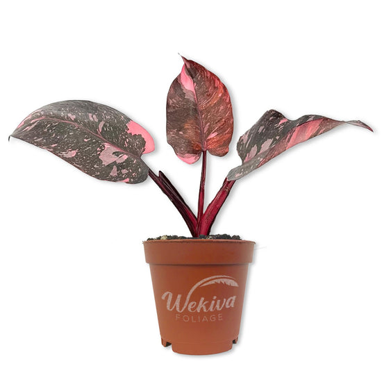 Pink Marble Philodendron - Live Starter Plants - Philodendron Erubescens Pink Marble - Beautiful Colorful Vining Indoor Houseplant