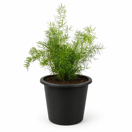 Sprengeri Fern - Live Starter Plants - Asparagus Sprengeri