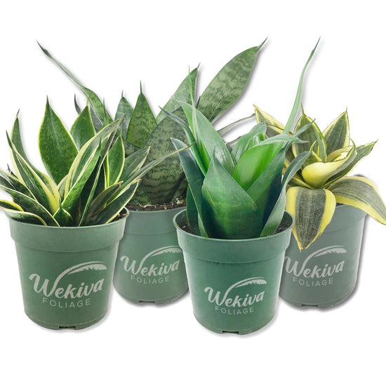 Signature Botanics Snake Plant Collection - Live Plants in 4 Inch Growers Pots - Growers Choice - Elegant and Beautiful Easy Care Indoor Foliage Perfect for Home or Office