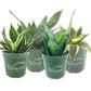 Signature Botanics Snake Plant Collection - Live Plants in 4 Inch Growers Pots - Growers Choice - Elegant and Beautiful Easy Care Indoor Foliage Perfect for Home or Office