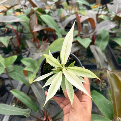 Mint Pluto Philodendron - 1 Live Plant in a 4 Inch Pot - Philodendron Pluto Mint - Extremely Rare Indoor Houseplant