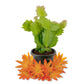 Christmas Cactus - Live Starter Plants - Schlumbergera Bridgesii - Beautiful Colorful Tropical Indoor Succulent
