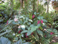 Medinilla Plant - 3 Live Starter Plants - Florist Quality Beautiful Easy Care Indoor Outdoor Tree
