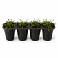 Creeping Wire Vine - Live Starter Plants - Muehlenbeckia Axillaris