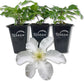 Clematis John Huxtable - Live Starter Plants in 2 Inch Growers Pots - Starter Plants Ready for The Garden - Rare Clematis for Collectors
