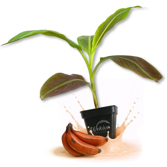 Sumatrana Banana Tree - Live Plants in 3 Inch Growers Pots - Musa Acuminata Zebrina - Stunning Foliage Nonedible Ornamental Tree for The Patio and Garden