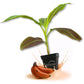 Sumatrana Banana Tree - Live Plants in 3 Inch Growers Pots - Musa Acuminata Zebrina - Stunning Foliage Nonedible Ornamental Tree for The Patio and Garden