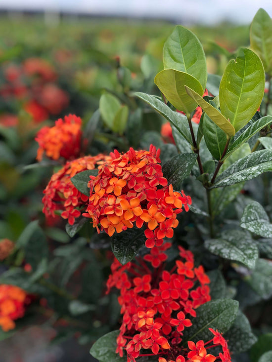 Ixora Braid - 1 Live Plant in a 10 Inch Growers Pot - Ixora Coccinea - Colorful Vivid Sculptural Flowering Topiary