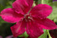 Clematis Ruutel - Live Starter Plants in 2 Inch Growers Pots - Starter Plants Ready for The Garden - Beautiful Maroon Flowering Vine