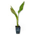 LM-IMAGE-104576143-