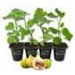 Fig Tree - 4 Live Starter Plants - Ficus Carica - Edible Fruit Tree for The Patio and Garden