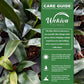 Blue Oil Fern - 1 Live Plant in a 4 Inch Growers Pot - Microsorum Thailandicum - Beautiful Glossy Colorful Indoor Houseplant