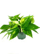 Beautiful Houseplant Multi-Pack - 3 Live Plants in 6 Inch Pots - Neanthe Bella Parlor Palm, Pothos, Dracaena Marginata - Easy Care Indoor Houseplants