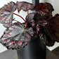 Madagascar Begonia - Live Starter Plants - Begonia Rex &