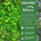 Creeping Charlie Friendship Plant - Live Plants in 4 Inch Growers Pots - Pilea Nummulariifolia - Beautiful Textured Indoor Houseplant
