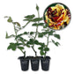 Simsalabim Rose Bush - Live Starter Plants in 2 Inch Growers Pots - Beautifully Fragrant Hybrid Tea Rose - A Versatile Beauty with Large Blooms
