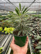 Aralia Bianca - Live Starter Plants in 2 Inch Pots - Dizygotheca Elegantissima - False Aralia Variagated Indoor Outdoor Fast Growing Hardy Evergreen