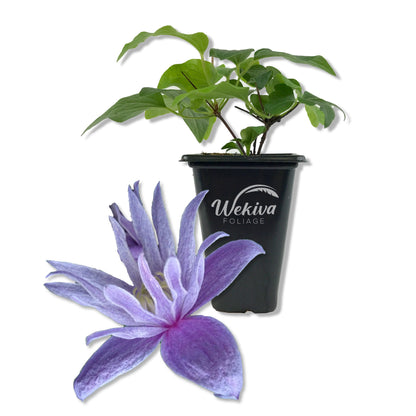 Clematis Alpina Blue Dancer - Live Starter Plants in 2 Inch Growers Pots - Starter Plants Ready for The Garden - Rare Clematis for Collectors