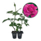 All My Loving Rose Bush - Live Starter Plants in 2 Inch Growers Pots - Beautifully Fragrant Hybrid Tea Rose - A Versatile Beauty with Large Blooms