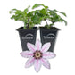 Clematis Candy Stripe - Live Starter Plant in a 2 Inch Growers Pot - Starter Plants Ready for The Garden - Rare Clematis for Collectors