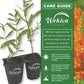 Milkweed Plant - 2 Live Starter Plants - Asclepias - Perennial Florida-Native Wildflower Evergreen