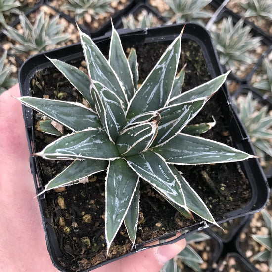Porcupine Agave - Live Starter Plants - Agave Victoria Reginae - Compact Low Maintenance Succulent
